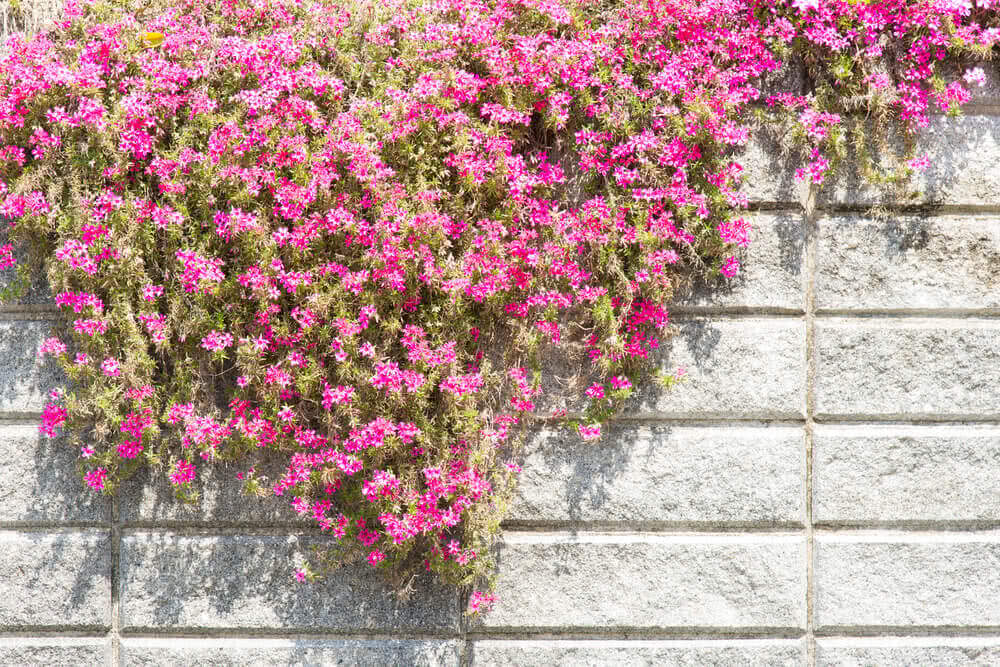 Meet our Rockstars: No-Fail Plants for Rock Walls