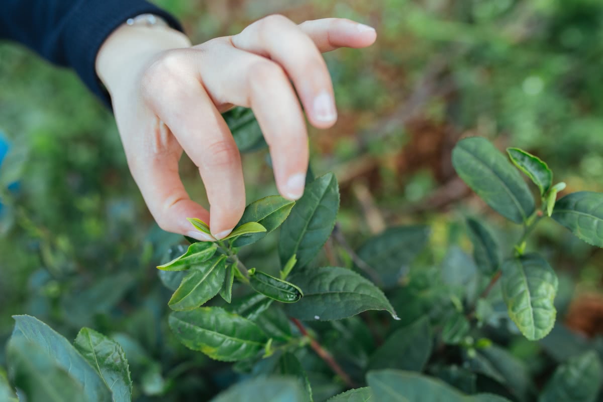 Ouch! Do you pinch your garden plants?