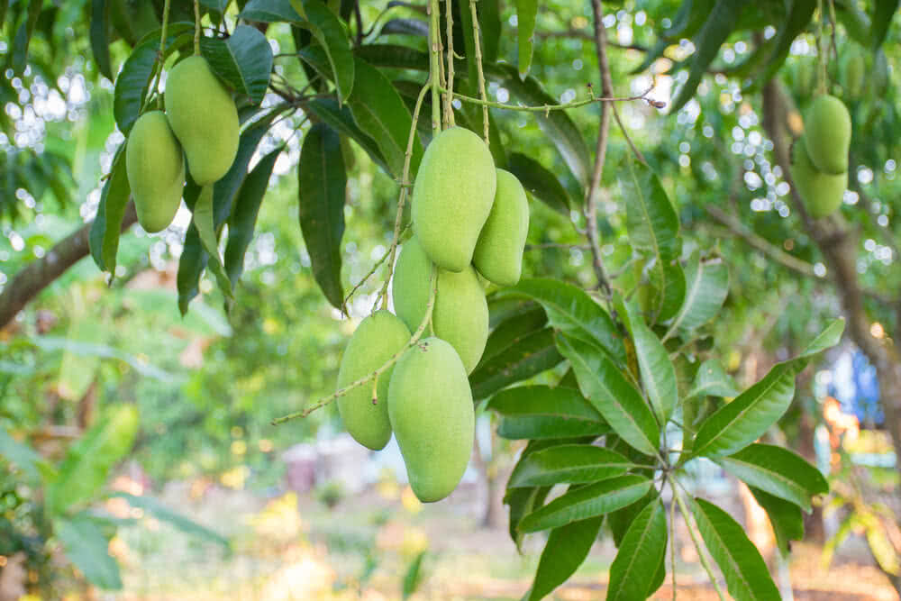 How to Grow Mango Plants