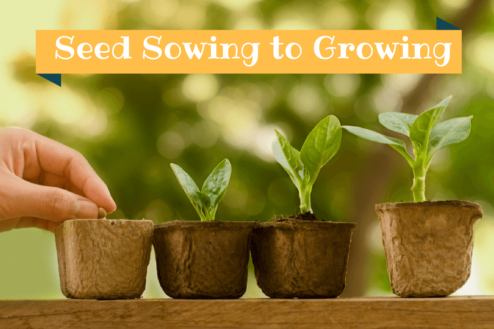 How to Grow Plants from Seeds: The Ultimate Guide