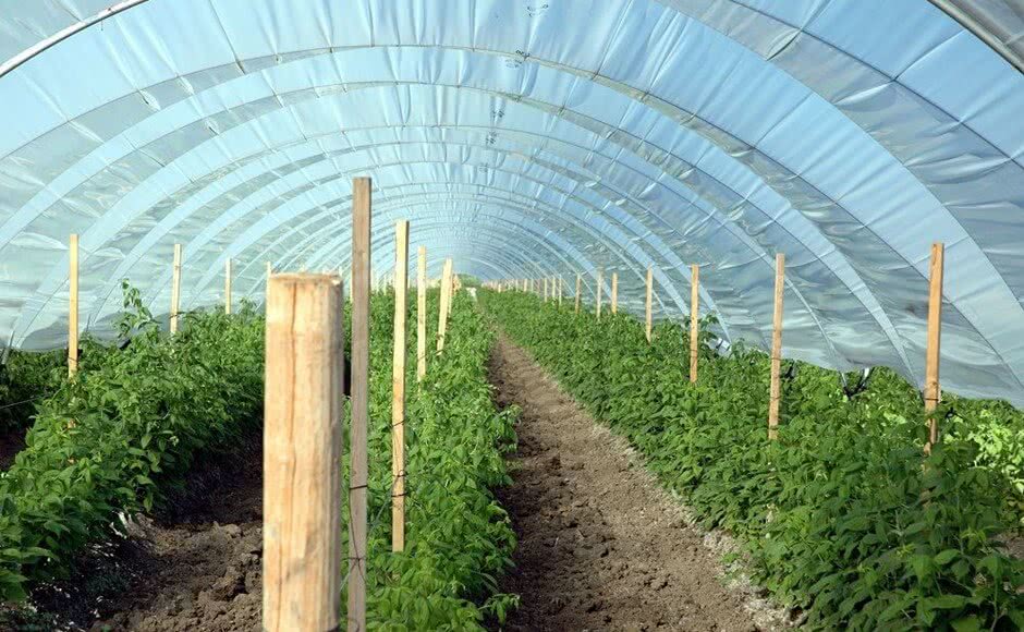 High-tech farming in India: Polyhouse technology