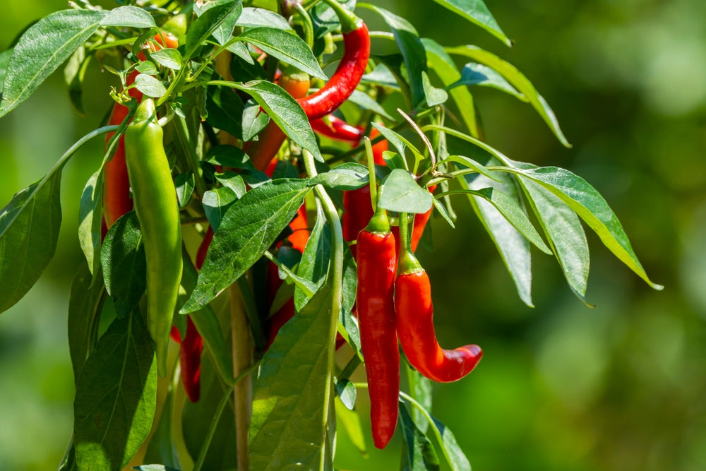 How to Grow Chillies At Home