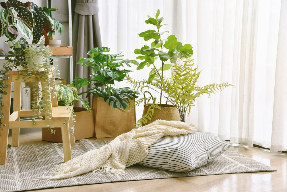 Humidifier Plants Indoors