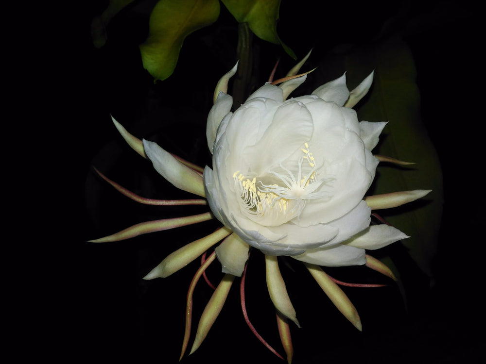 All About The Great Mythological Brahma Kamal Plant