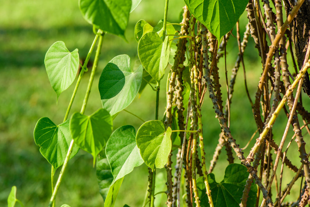 Guduchi Plant 