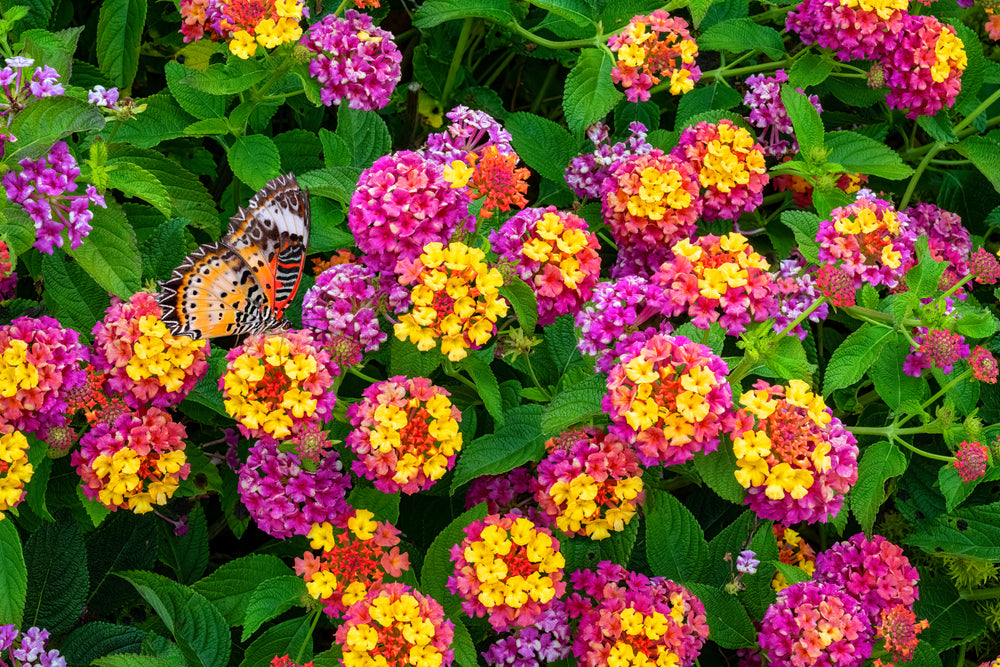 Invasive Yet Beneficial: The Benefits & Disadvantages of Lantana Plants