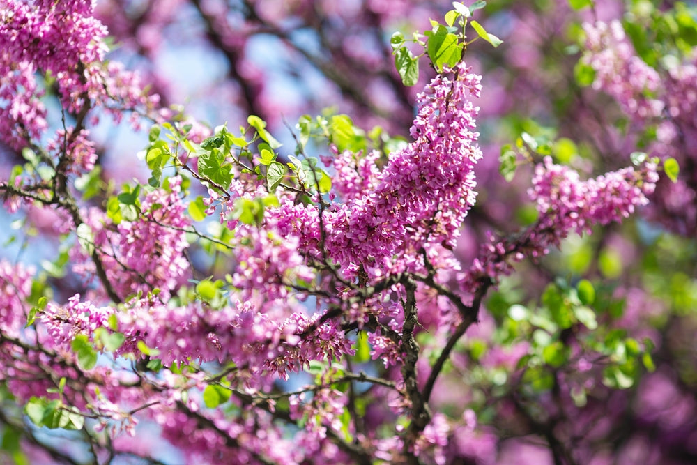 Redbud Tree Flowers