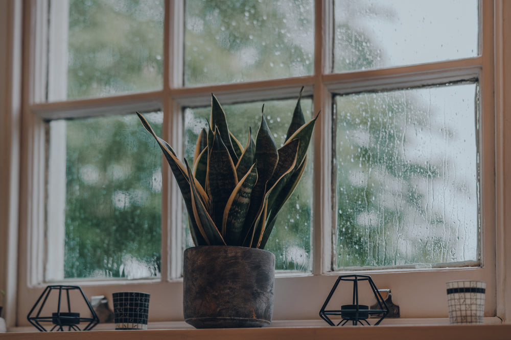 Snake Plant Growing in Dim Light