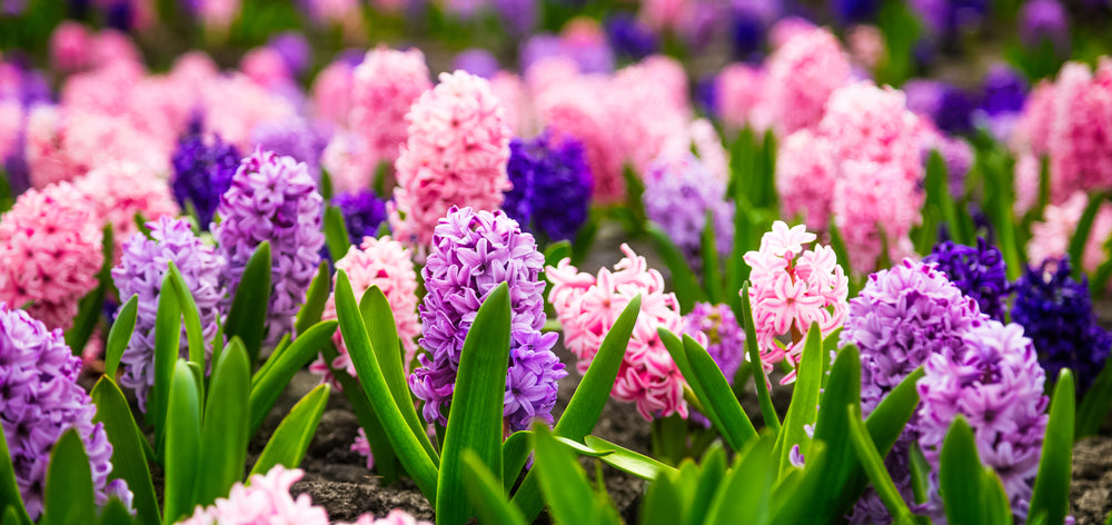 Hyacinth Flowers in a Garden