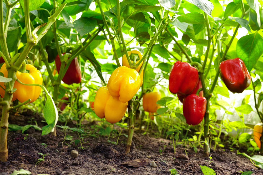 How to Grow Capsicum At Home