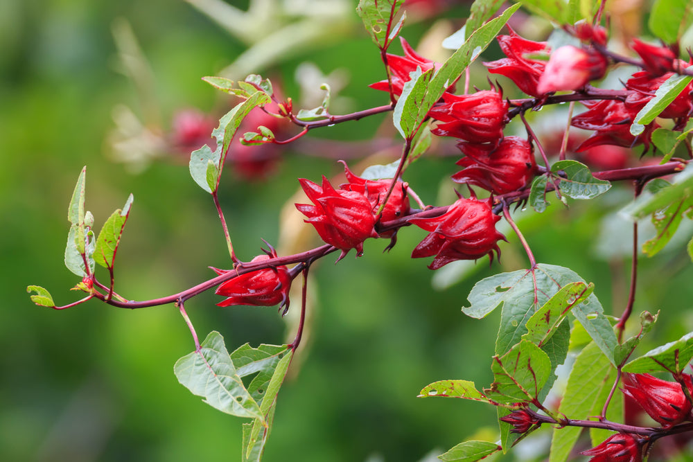 Roselle Flowers in a Garden