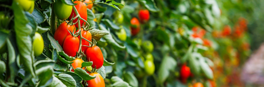 Growing Tomatoes as Climbing Vines 