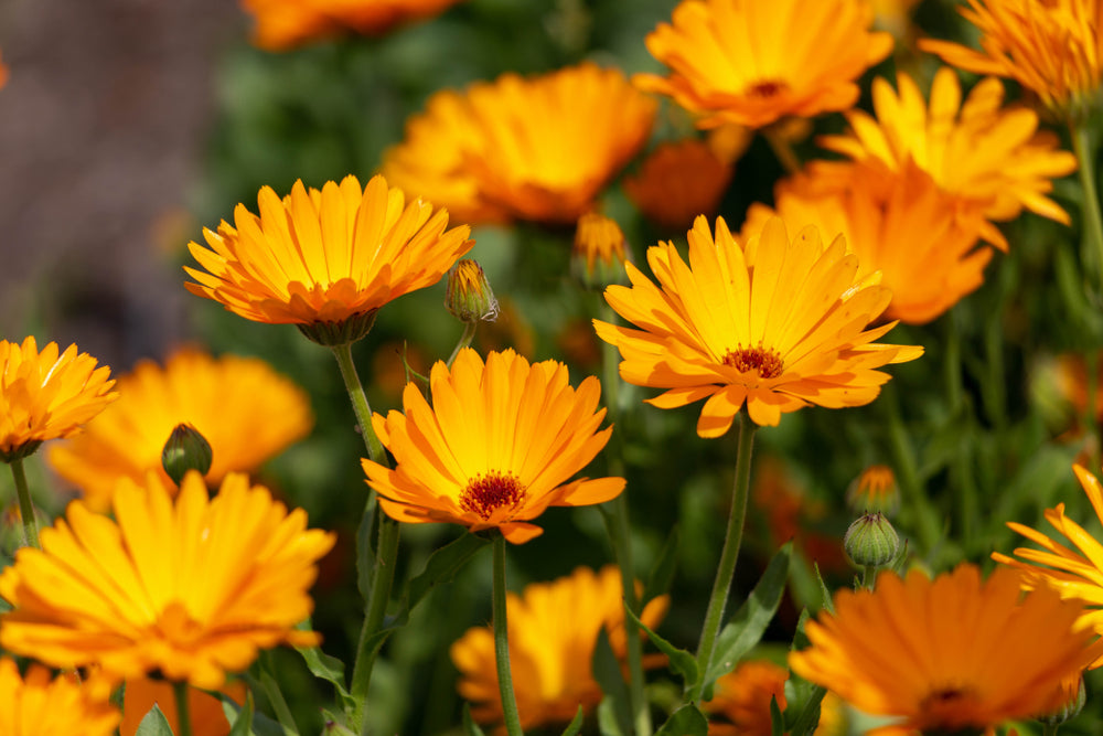 Calendula Flowers and Plant