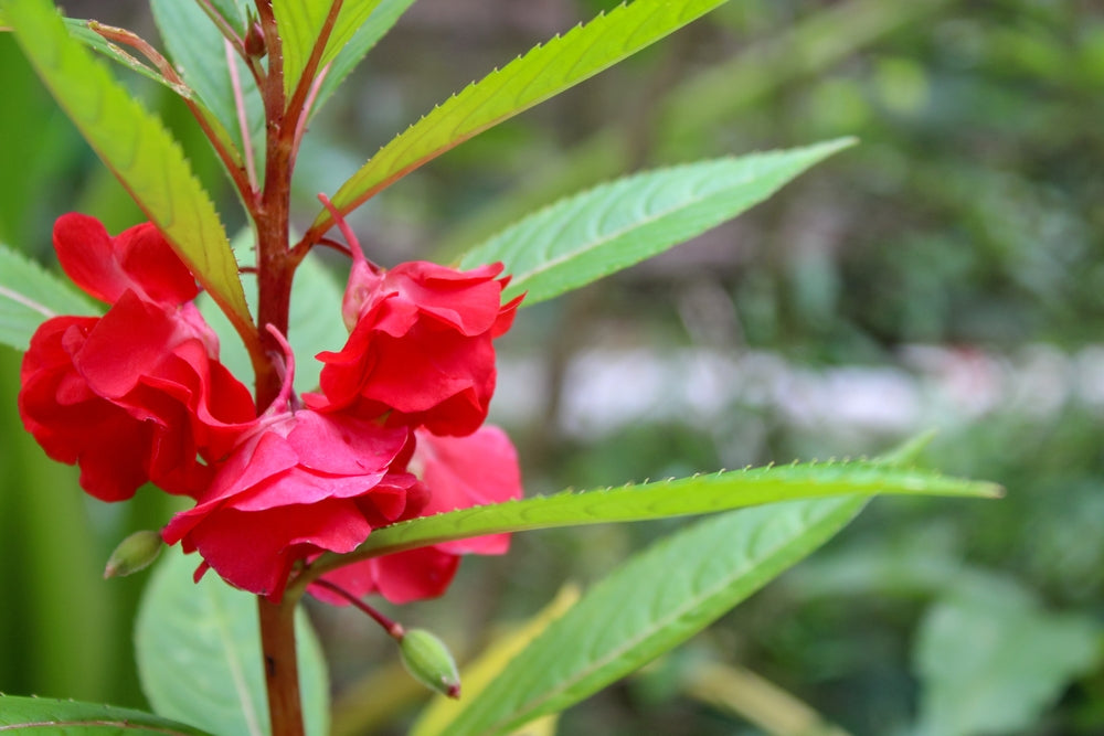 Growing Balsam