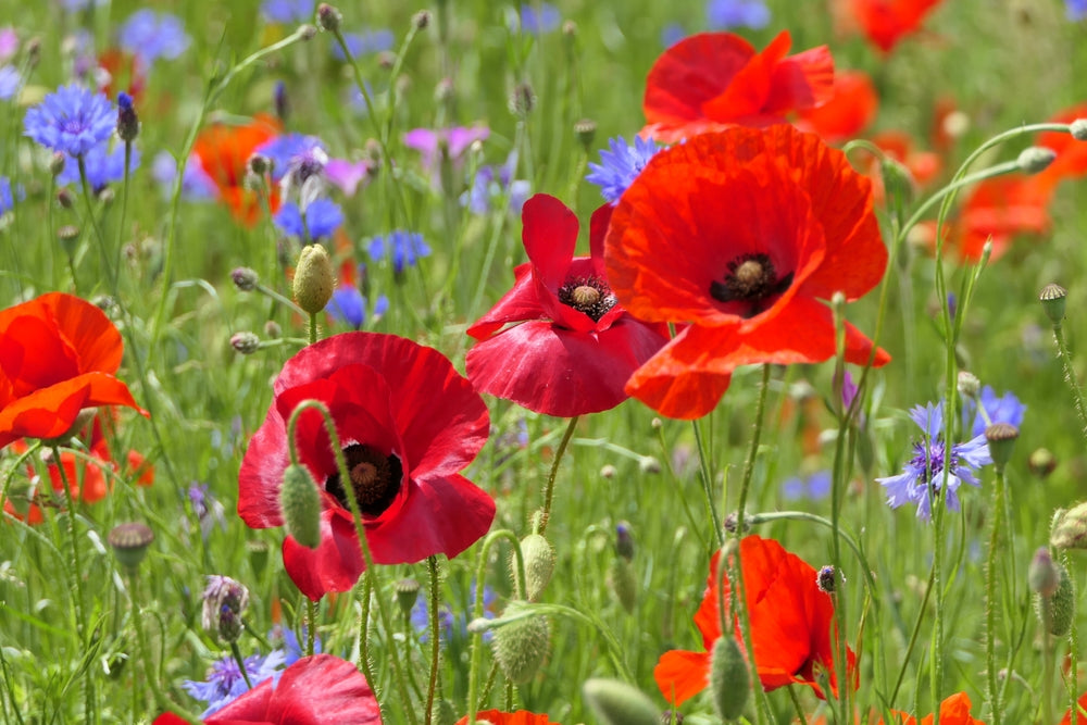 How to Grow Poppy From Seed