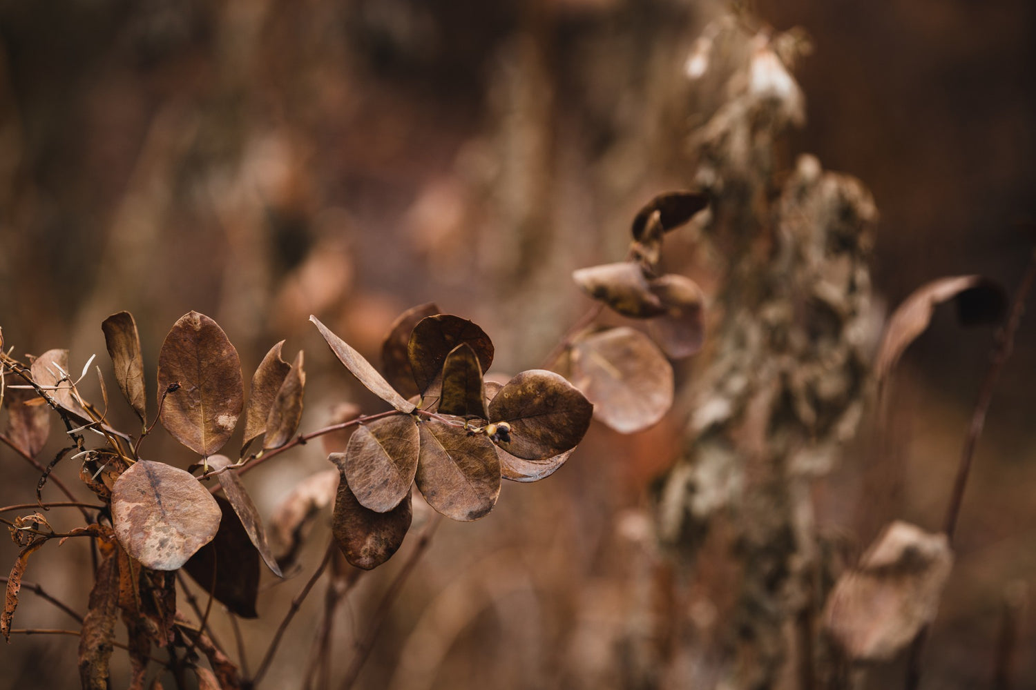 Zombie Plant Parasite