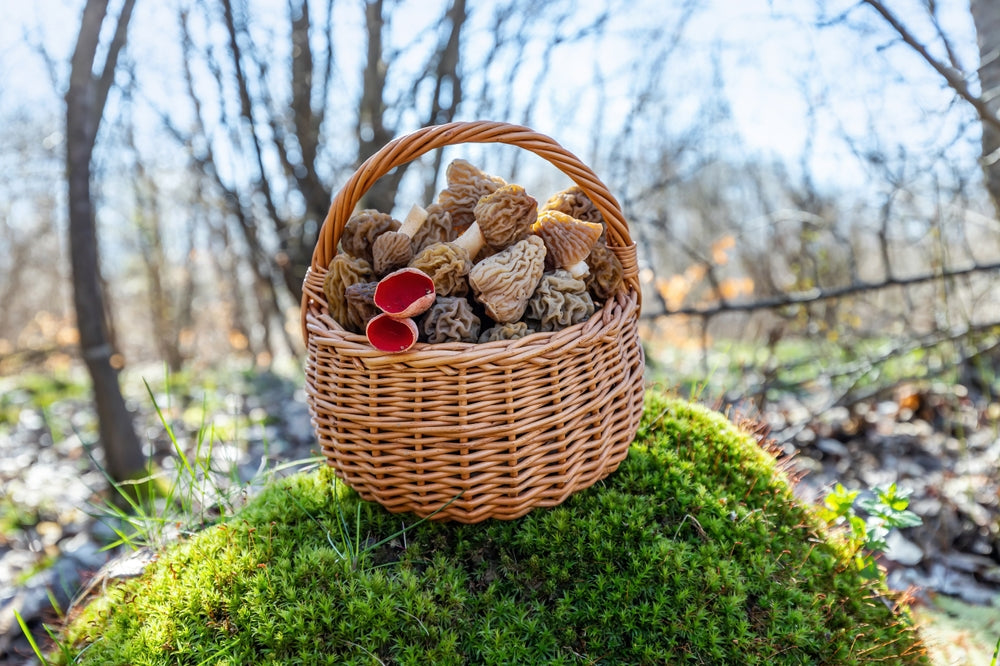 How to Grow Morel Mushrooms