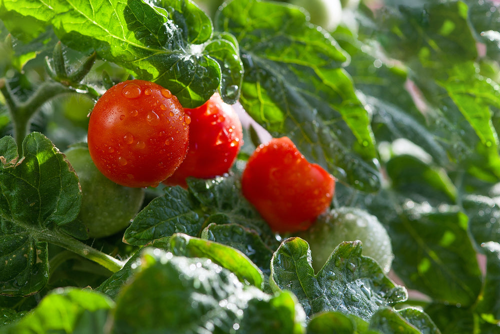 How to Grow Tomatoes at Home