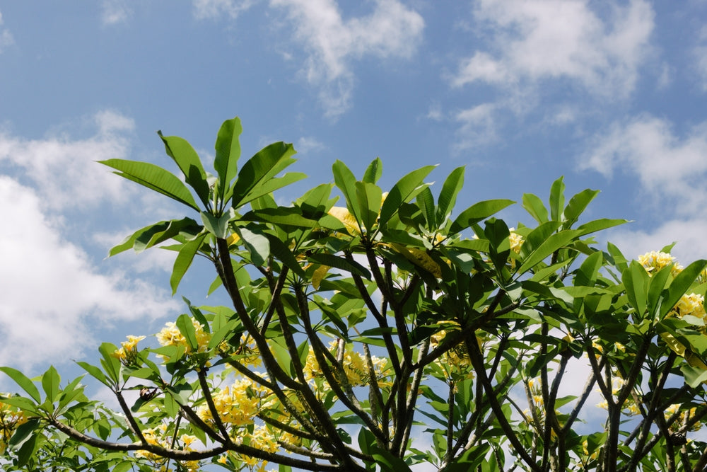 Frangipani Plant