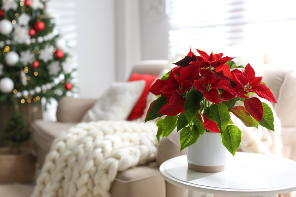 Plants with Red Flowers & Leaves: Get Festive This Christmas!