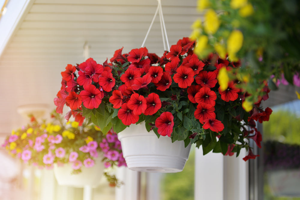 Outdoor Hanging Plants