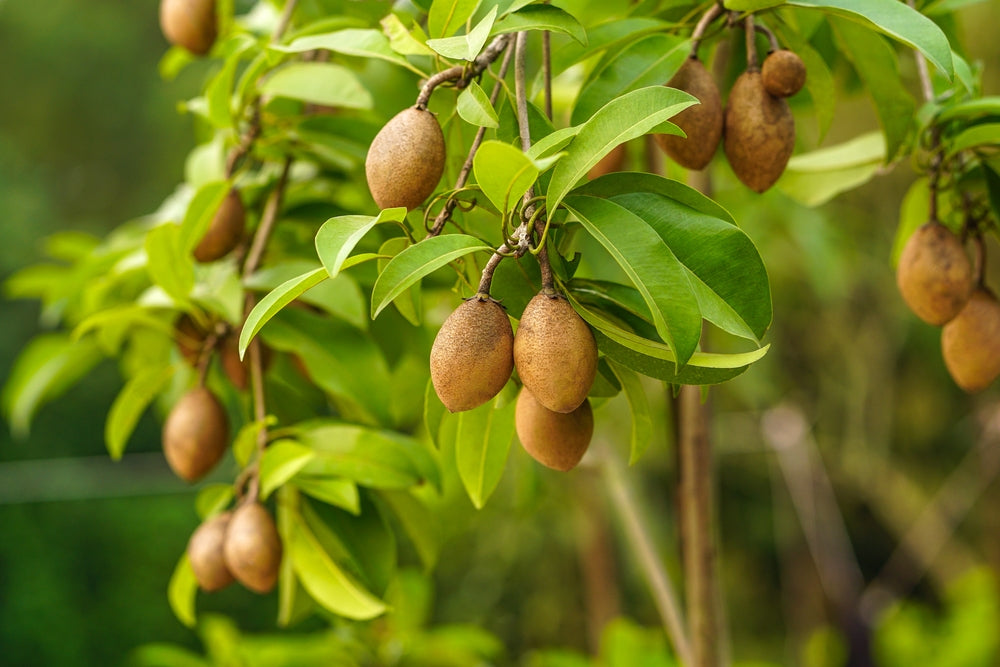 Chikoo Tree