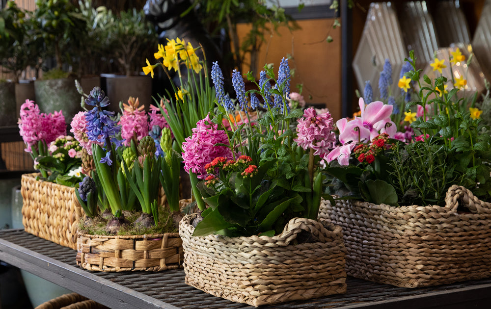 Say it All with the Perfect Flowering Plants for Valentine's Day!