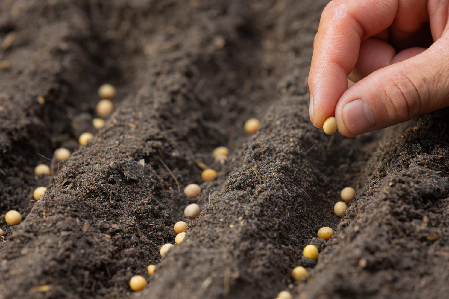 Seeds to be Planted in July and August