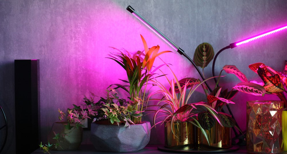 Benefits of Using Grow Lights for Indoor Plants