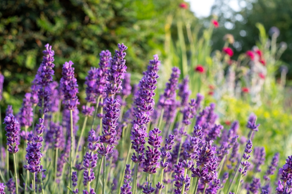 How to Grow English Lavender