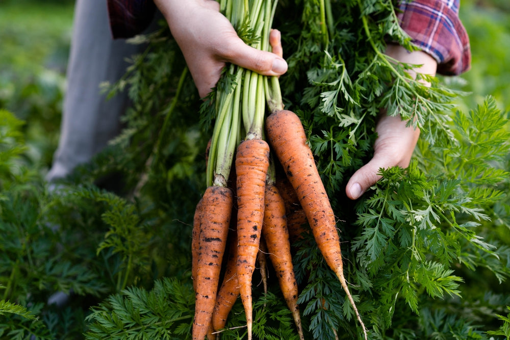 6 Winter Vegetables to Grow in India