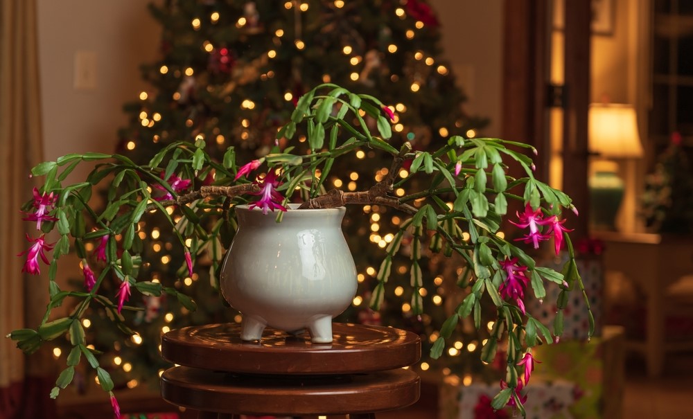 Grow the Christmas Cactus Plant for the Perfect Festive Decor this Christmas!