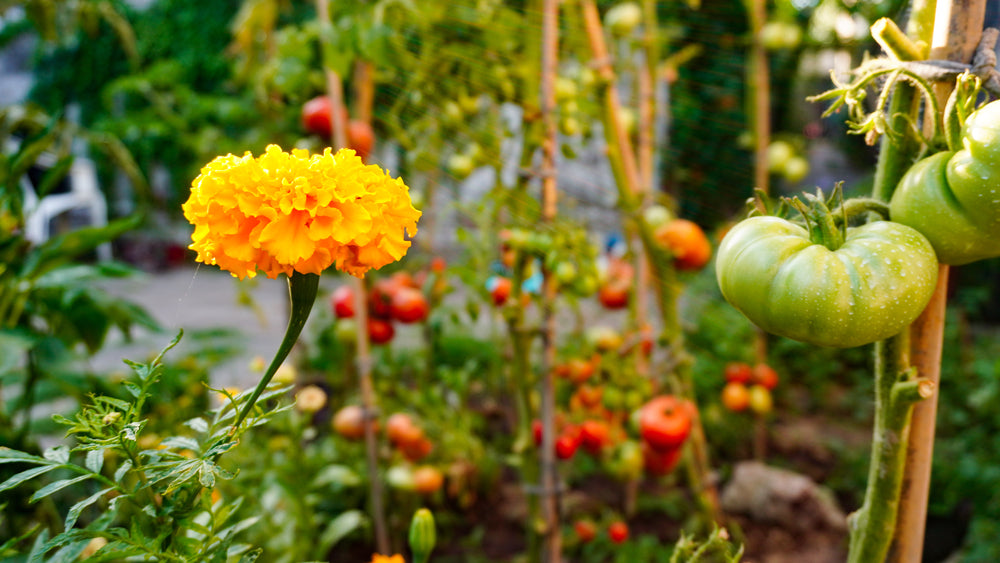 What is Permaculture Gardening?