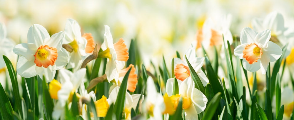 A Bloomin' Guide: How to Grow Daffodils and Care for Narcissus Flowers