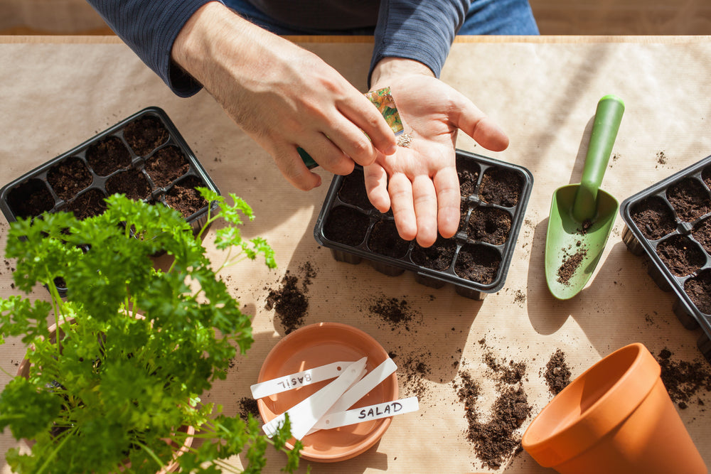 Why Seeds are the Best Gifts for Your Friend Who Loves to Cook