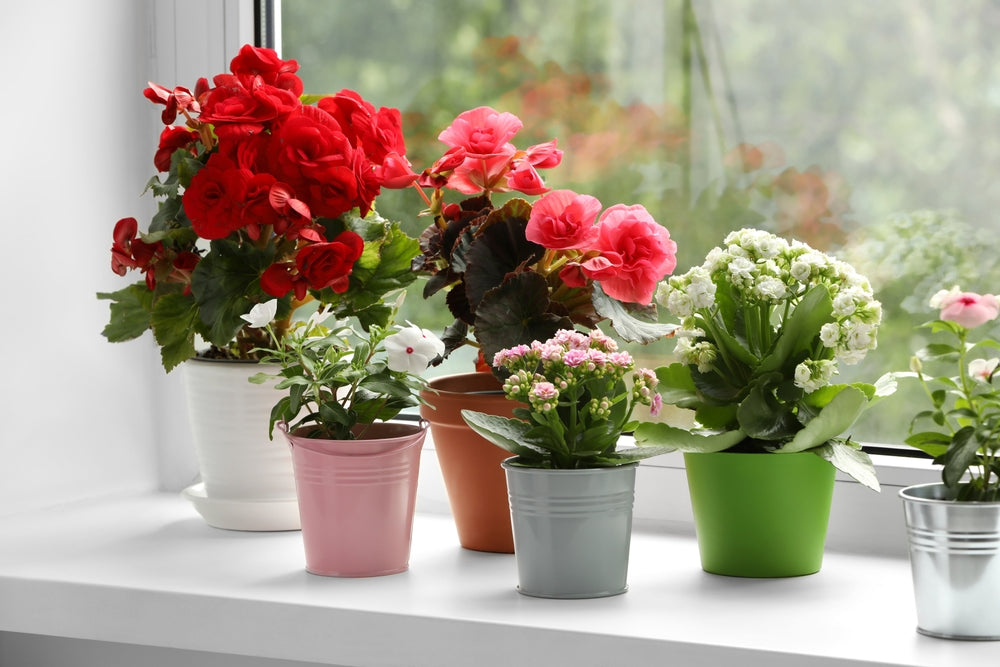 22 Best Flowering Plants for Homes In India