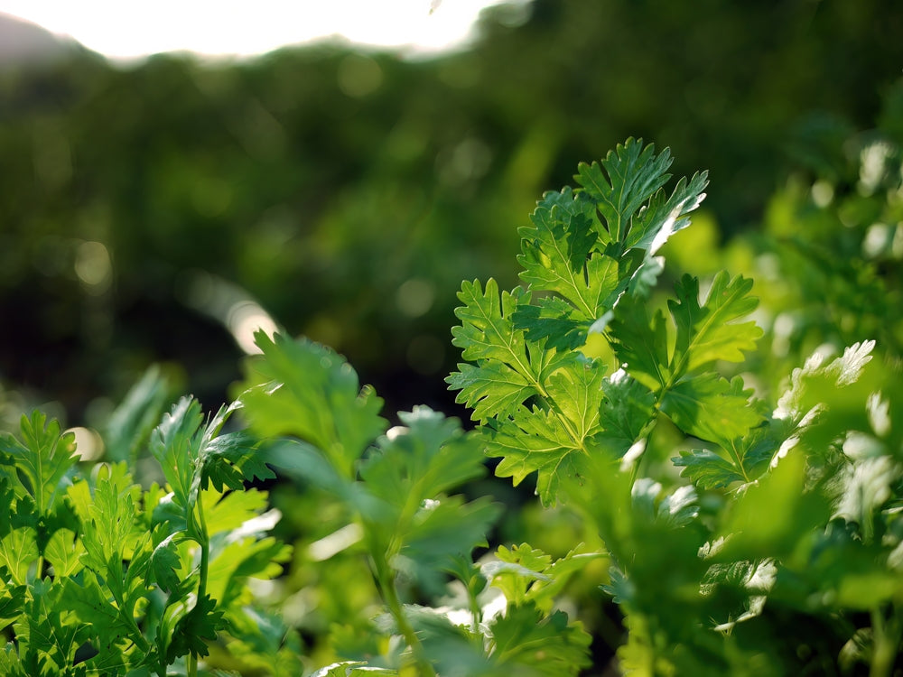 Coriander Plant