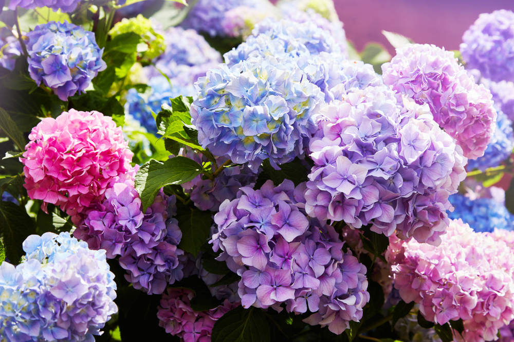 Taking Care of Hydrangeas: An Essential Guide to these Flowering Plants