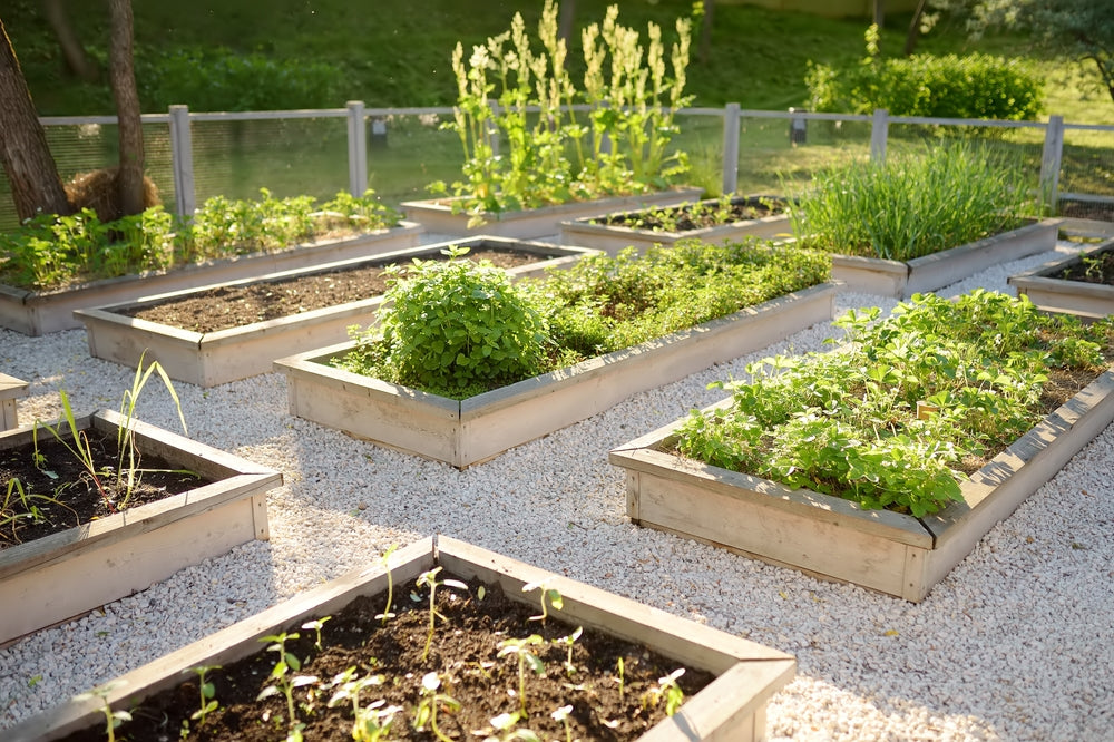 Community Kitchen Gardening 