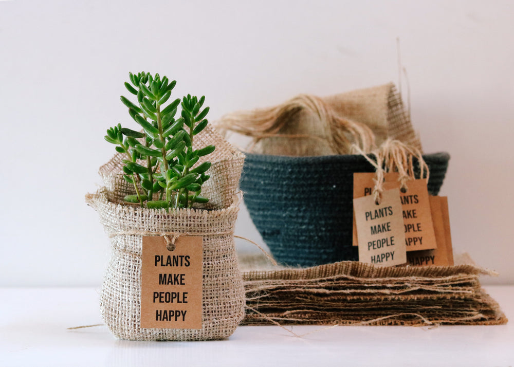 Gifting Plants for Environment Day