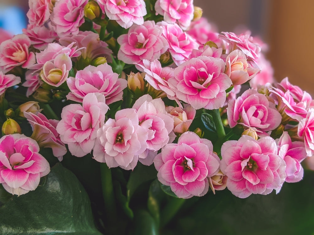 Why Should You Gift the Kalanchoe Plant This Festive Season