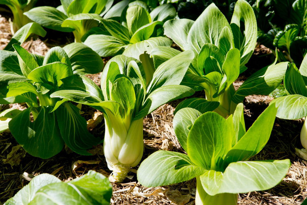 How To Grow Bok Choy in Your Kitchen Garden