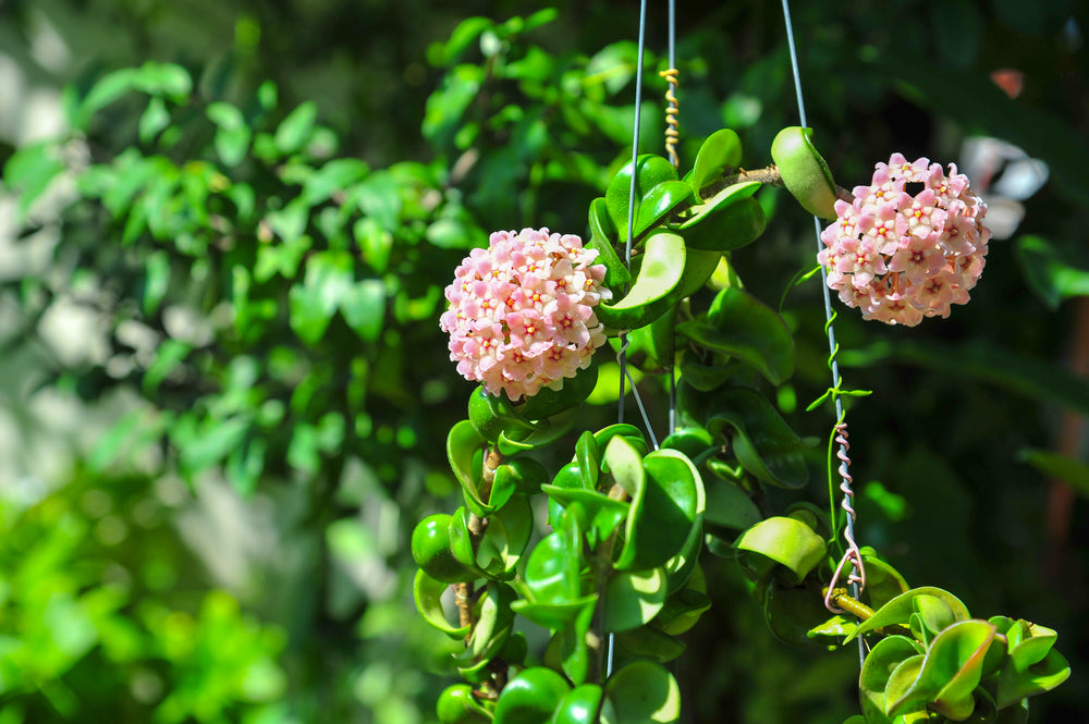 Pink Hanging Hoya Flowers