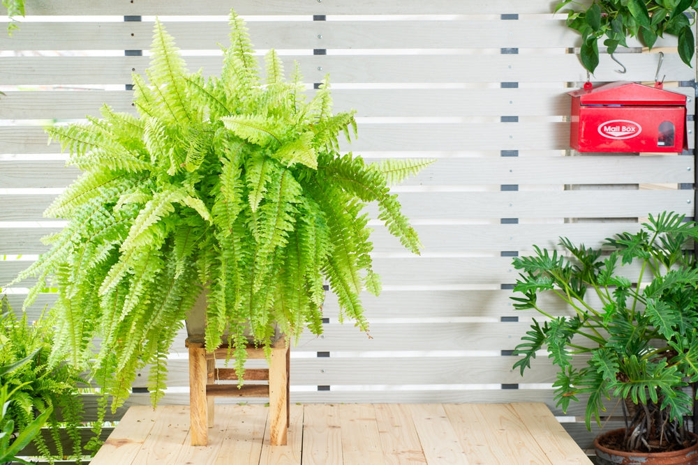 How to Grow a Fern Plant Indoors