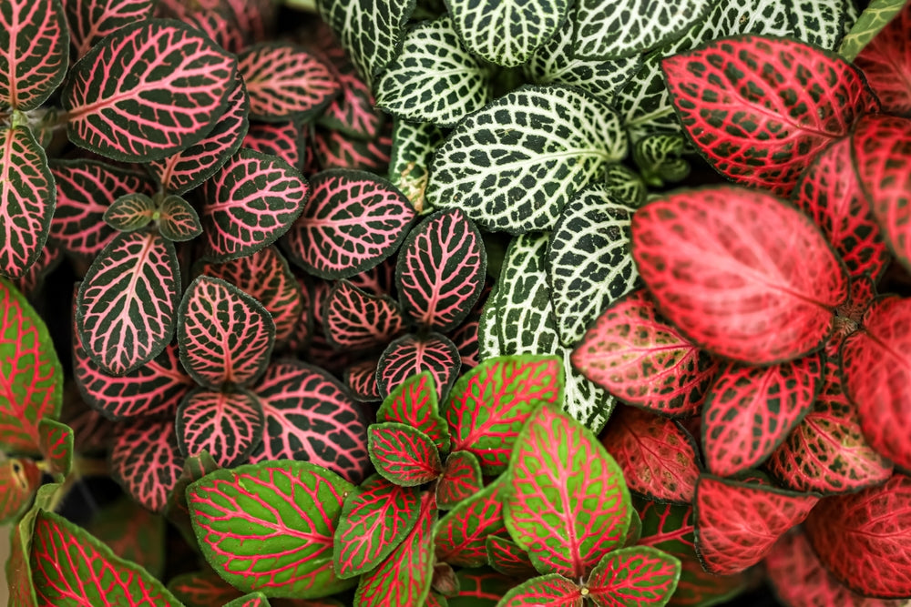 Fittonia Nerve Plants 