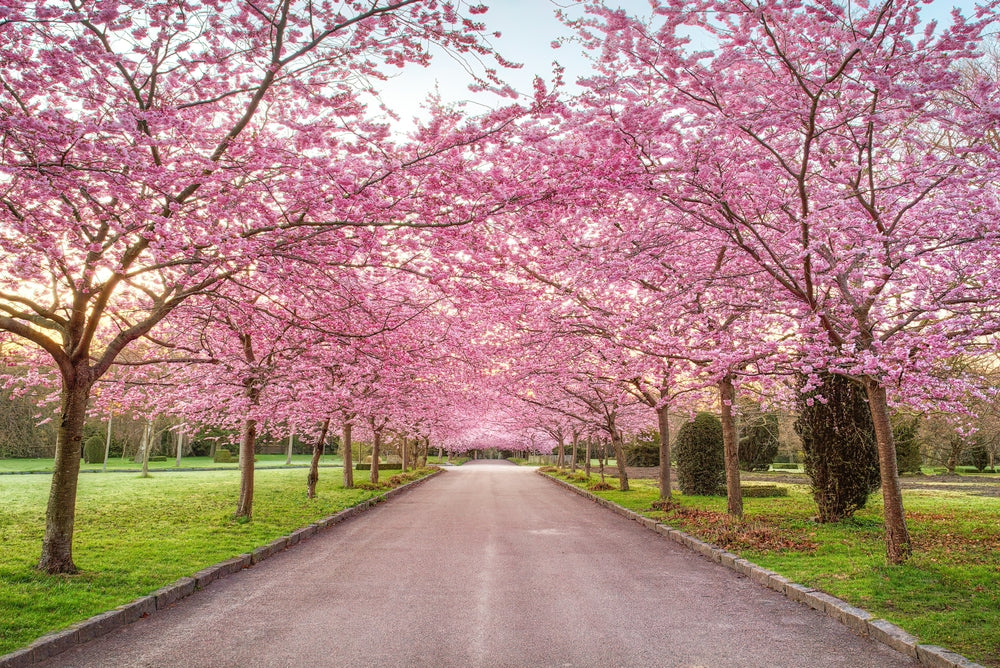 Cherry Blossoms and Their Seasons