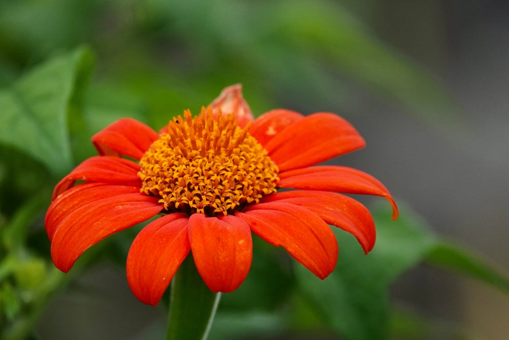 Mexican Sunflower