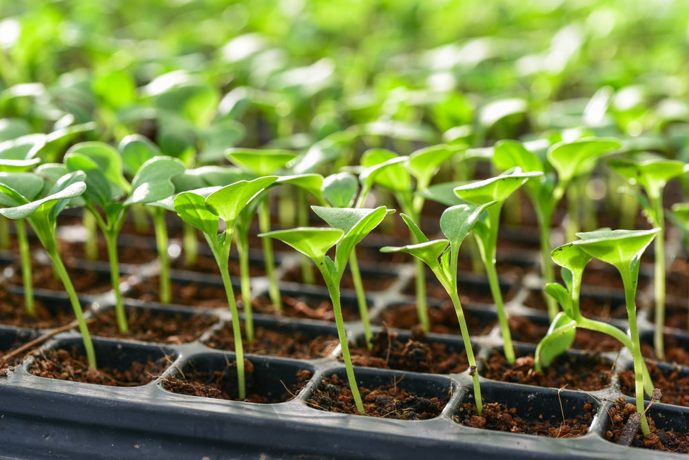 How to Plant Seeds in Seed Trays and Grow Them