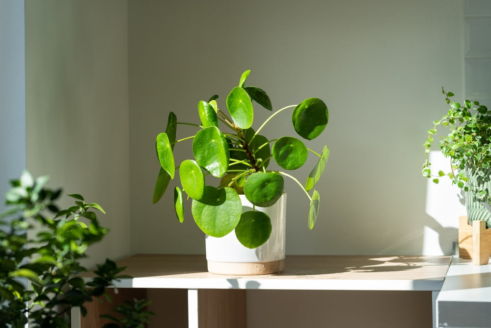 Indoor Chinese Money Plant 