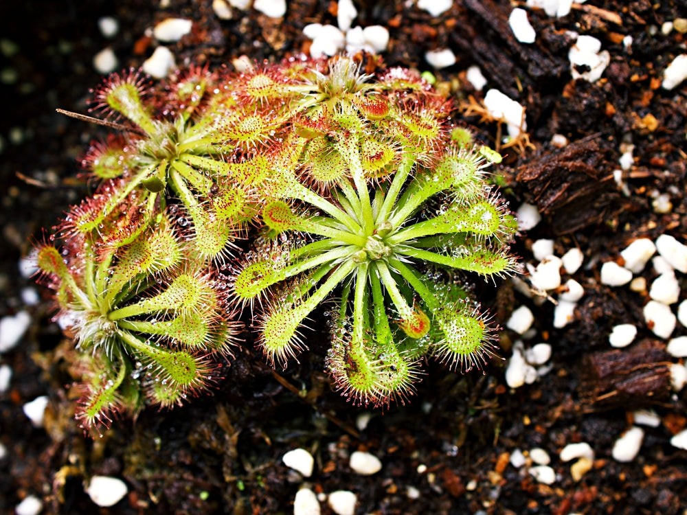 Sundew Plant